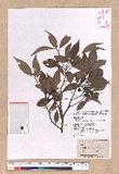 Cinnamomum philippinense (Merr.) Chang ߻̾