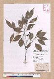 Cinnamomum philippinense (Merr.) Chang ߻̾