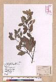Cinnamomum reticulatum Hayata g