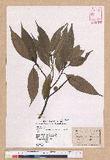 Castanopsis carlesii (Hemsl.) Hayata var. sessilis Nakai 