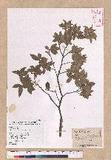 Quercus tarokoensis Hayata Ӿ|R