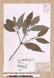 Cinnamomum osmophloeum Kanehira g׮