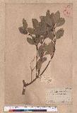 Cinnamomum reticulatum Hayata g
