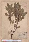 Cinnamomum reticulatum Hayata g