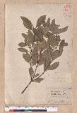 Cinnamomum reticulatum Hayata g