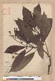 Machilus japonica Siebold et Zucc. var. kusanoi (Hayata) Liao j