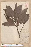 Machilus japonica Siebold et Zucc. var. kusanoi (Hayata) Liao j