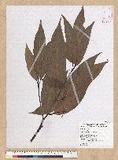 Machilus zuihoensis Hayata 