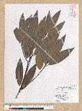 Machilus zuihoensis Hayata 