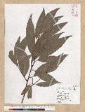 Machilus zuihoensis Hayata 
