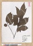 Machilus zuihoensis Hayata 
