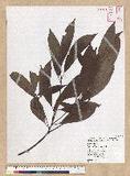 Machilus zuihoensis Hayata 
