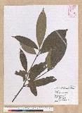 Machilus mushaensis Lu 