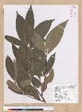Machilus mushaensis Lu 