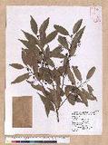 Cinnamomum insulari-montanum Hayata s׮(xW׮)