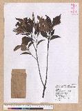 Castanopsis carlesii (Hemsl.) Hayata 