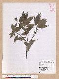 Castanopsis carlesii (Hemsl.) Hayata var. sessilis Nakai 
