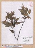 Castanopsis carlesii (Hemsl.) Hayata 