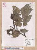 Castanopsis kusanoi Hayata ӨWL