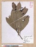 Machilus japonica Siebold et Zucc. var. kusanoi (Hayata) Liao j