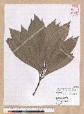 Machilus japonica Siebold et Zucc. var. kusanoi (Hayata) Liao j