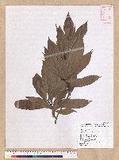 Machilus japonica Siebold et Zucc. 饻()