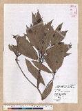 Machilus japonica Siebold et Zucc. 饻()