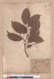 Cinnamomum kanehirai Hayata 