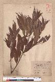 Cinnamomum randaiense Hayata 