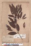 Cinnamomum randaiense Hayata 