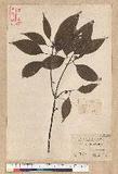 Neolitsea sp.