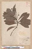 Machilus kusanoi Hayata j