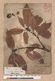 Lithocarpus brevicaudatus (Skan) Hayata 短尾葉石櫟