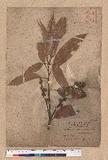 Lithocarpus brevicaudatus (Skan) Hayata uR