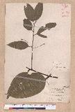 Cinnamomum osmophloeum Kanehira g׮