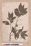 Cinnamomum osmophloeum Kanehira g׮