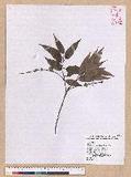 Castanopsis carlesii (Hemsl.) Hayata 