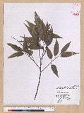 Castanopsis carlesii (Hemsl.) Hayata 