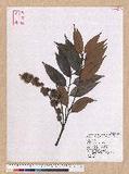 Castanopsis hystrix A. DC. N_