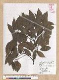 Neolitsea parvigemma (Hayata) Kanehira & Sasaki p޷sl