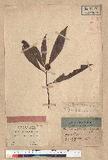 Machilus pauhoi Kanehira