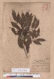 Cinnamomum osmophloeum Kanehira g׮