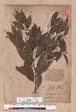 Cinnamomum osmophloeum Kanehira g׮