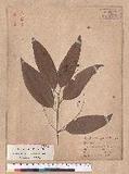 Cinnamomum cassia Presl. ׮