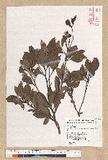 Machilus obovatifolia (Hayata) Kanehira & Sasaki ˧Z