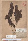 Cyclobalanopsis repandaefolia (Liao) Liao itR