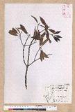 Litsea orientalis Chang