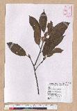Cyclobalanopsis morii (Hayata) Schott. ˤR()