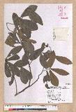 Litsea hypophaea Hayata pl(׾)