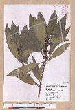 Litsea acuminata (Blume) Kurata l